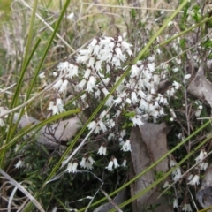 Cryptandra amara (Bitter Cryptandra) at Weetangera, ACT - 13 Sep 2022 by sangio7