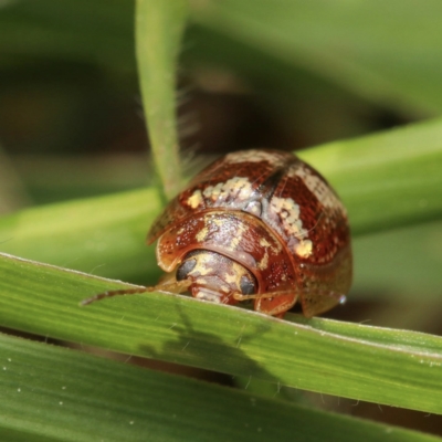 Paropsisterna sp. ("Ch11" of DeLittle 1979) (A leaf beetle) at Murrumbateman, NSW - 14 Sep 2022 by amiessmacro