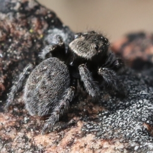 Maratus calcitrans at Yarralumla, ACT - 15 Sep 2022