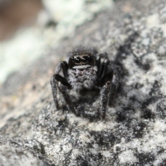 Maratus calcitrans at Yarralumla, ACT - 15 Sep 2022