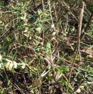 Melichrus urceolatus at Weetangera, ACT - 13 Sep 2022