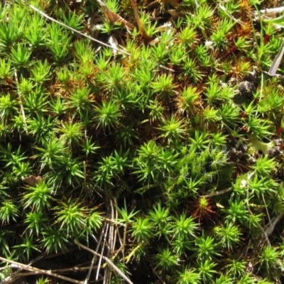 Polytrichaceae sp. (family) (A moss) at Weetangera, ACT - 13 Sep 2022 by sangio7