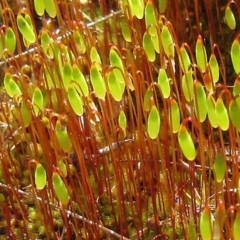 Rosulabryum sp. (A moss) at Molonglo Valley, ACT - 13 Sep 2022 by sangio7