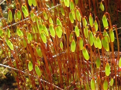 Rosulabryum sp. (A moss) at Molonglo Valley, ACT - 13 Sep 2022 by sangio7