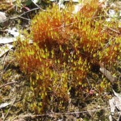 Rosulabryum sp. at Molonglo Valley, ACT - 13 Sep 2022 01:01 PM