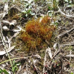 Rosulabryum sp. at Molonglo Valley, ACT - 13 Sep 2022 01:01 PM