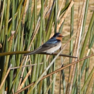 Hirundo neoxena at Googong, NSW - 14 Sep 2022