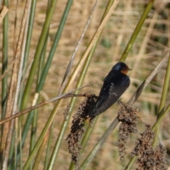 Hirundo neoxena at Googong, NSW - 14 Sep 2022