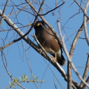 Acridotheres tristis at Googong, NSW - 14 Sep 2022