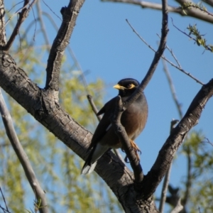 Acridotheres tristis at Googong, NSW - 14 Sep 2022