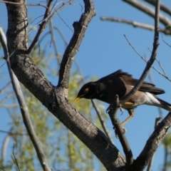 Acridotheres tristis at Googong, NSW - 14 Sep 2022