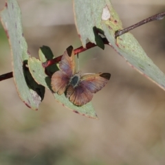 Paralucia spinifera (Bathurst or Purple Copper Butterfly) at Booth, ACT - 14 Sep 2022 by RAllen