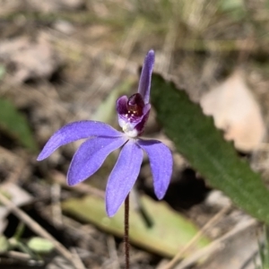 Cyanicula caerulea at Molonglo Valley, ACT - suppressed