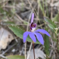 Cyanicula caerulea at Molonglo Valley, ACT - suppressed