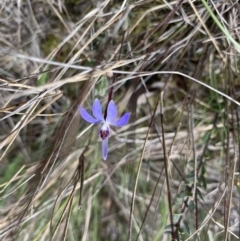 Cyanicula caerulea at Molonglo Valley, ACT - suppressed