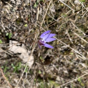 Cyanicula caerulea at Molonglo Valley, ACT - suppressed