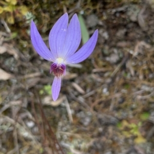 Cyanicula caerulea at Molonglo Valley, ACT - suppressed