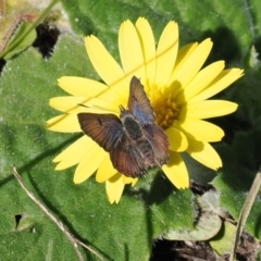 Paralucia spinifera (Bathurst or Purple Copper Butterfly) at Booth, ACT - 14 Sep 2022 by RAllen