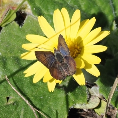 Paralucia spinifera (Bathurst or Purple Copper Butterfly) at Booth, ACT - 14 Sep 2022 by RAllen