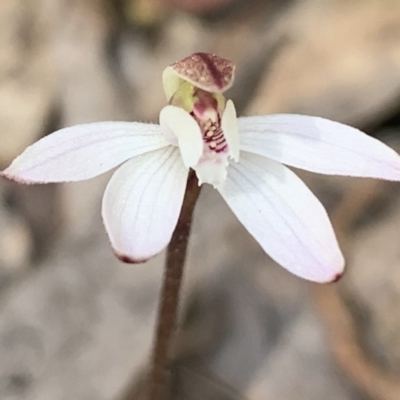 Caladenia fuscata (Dusky Fingers) at Molonglo Valley, ACT - 14 Sep 2022 by emptysea