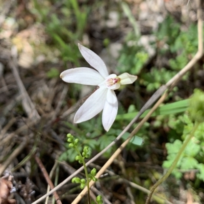 Caladenia fuscata (Dusky Fingers) at Molonglo Valley, ACT - 14 Sep 2022 by emptysea