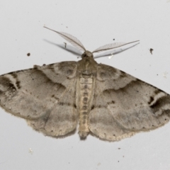 Syneora hemeropa (Ring-tipped Bark Moth) at Higgins, ACT - 13 Sep 2022 by AlisonMilton