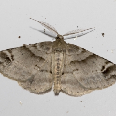 Syneora hemeropa (Ring-tipped Bark Moth) at Higgins, ACT - 13 Sep 2022 by AlisonMilton