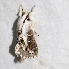 Porela delineata (Lined Porela) at Higgins, ACT - 11 Sep 2022 by AlisonMilton