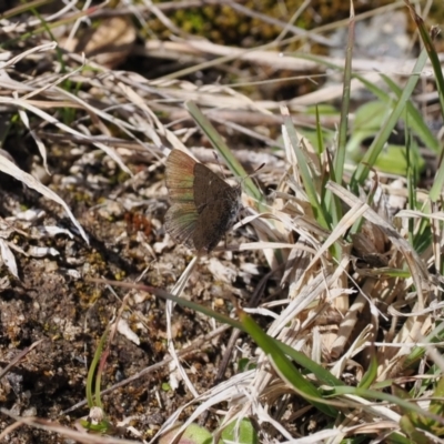 Paralucia spinifera (Bathurst or Purple Copper Butterfly) at Booth, ACT - 14 Sep 2022 by RAllen