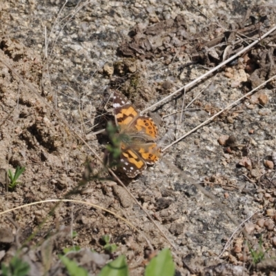 Vanessa kershawi (Australian Painted Lady) at Booth, ACT - 14 Sep 2022 by RAllen