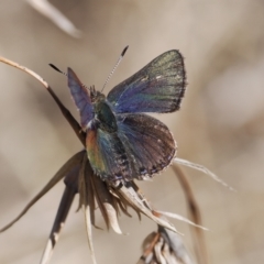 Paralucia crosbyi (Violet Copper Butterfly) at Booth, ACT - 14 Sep 2022 by RAllen