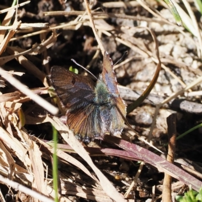 Paralucia spinifera (Bathurst or Purple Copper Butterfly) at Booth, ACT - 14 Sep 2022 by RAllen