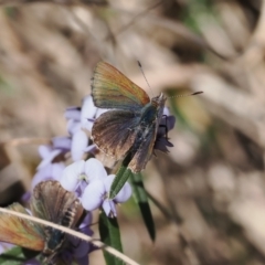 Paralucia crosbyi (Violet Copper Butterfly) at Booth, ACT - 14 Sep 2022 by RAllen