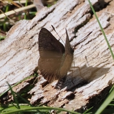 Paralucia spinifera (Bathurst or Purple Copper Butterfly) at Booth, ACT - 14 Sep 2022 by RAllen