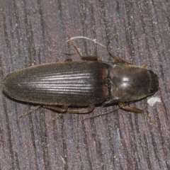 Monocrepidus (genus) (Click beetle) at Higgins, ACT - 21 Aug 2022 by AlisonMilton