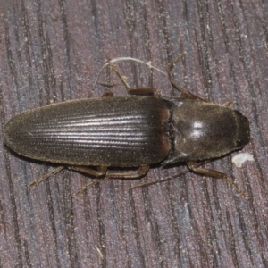 Monocrepidus (genus) at Higgins, ACT - 21 Aug 2022 02:24 PM