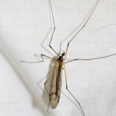 Symplecta (Trimicra) pilipes (A limoniid crane fly) at Higgins, ACT - 10 Sep 2022 by AlisonMilton