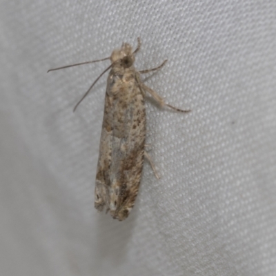 Crocidosema plebejana (Cotton Tipworm Moth) at Higgins, ACT - 21 Aug 2022 by AlisonMilton