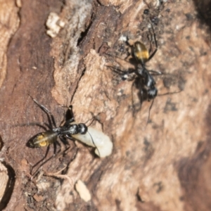 Camponotus aeneopilosus at Bruce, ACT - 13 Sep 2022