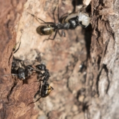 Camponotus aeneopilosus at Bruce, ACT - 13 Sep 2022 09:11 AM