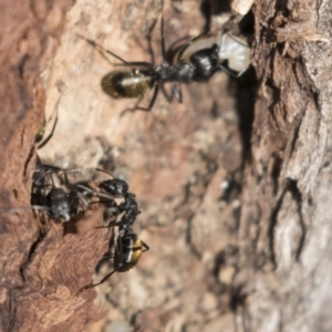 Camponotus aeneopilosus at Bruce, ACT - 13 Sep 2022