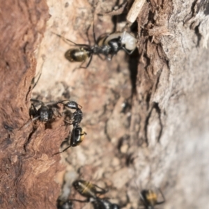 Camponotus aeneopilosus at Bruce, ACT - 13 Sep 2022 09:11 AM