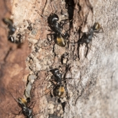 Camponotus aeneopilosus at Bruce, ACT - 13 Sep 2022 09:11 AM