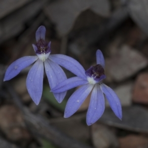 Cyanicula caerulea at Bruce, ACT - suppressed