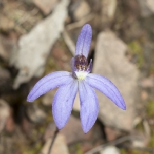 Cyanicula caerulea at Bruce, ACT - 13 Sep 2022