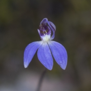 Cyanicula caerulea at Bruce, ACT - 13 Sep 2022