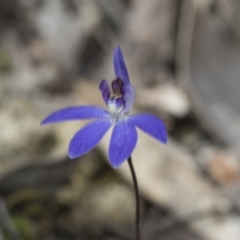 Cyanicula caerulea at Bruce, ACT - suppressed