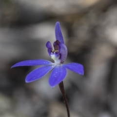 Cyanicula caerulea at Bruce, ACT - 13 Sep 2022