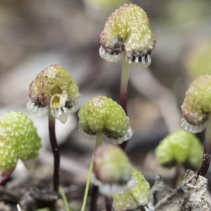 Asterella drummondii at Bruce, ACT - 13 Sep 2022