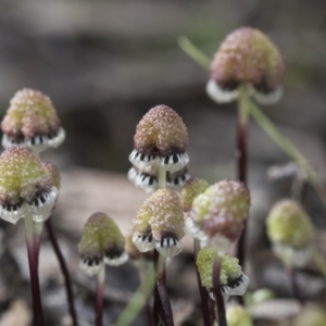 Asterella drummondii at Bruce, ACT - 13 Sep 2022